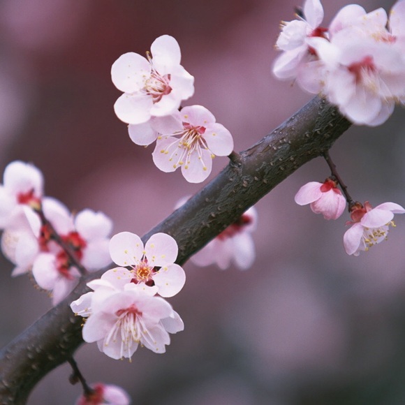 Meet your Posher, Chi - Picture 1 of 1